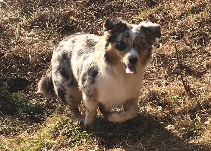 Апартаменты Lippert