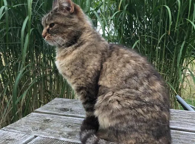 Lippert Апартаменты