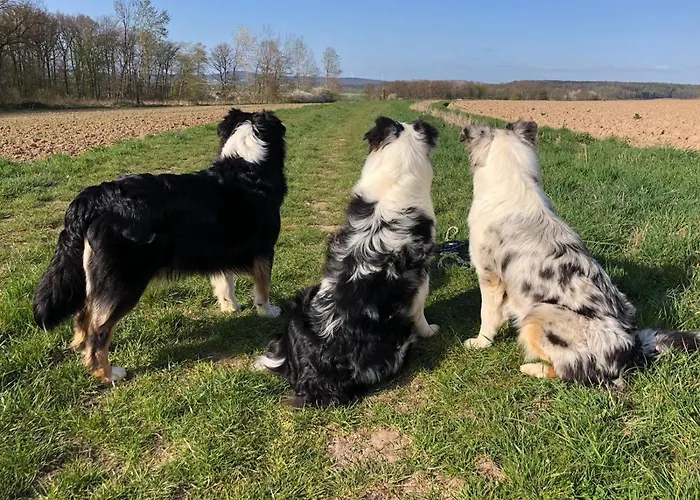 Апартаменты Lippert *